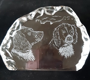 Bainbridge spaniels